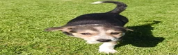 Border Collie dogs for sale: Tri Coloured Border Collie Pups - Advert 7