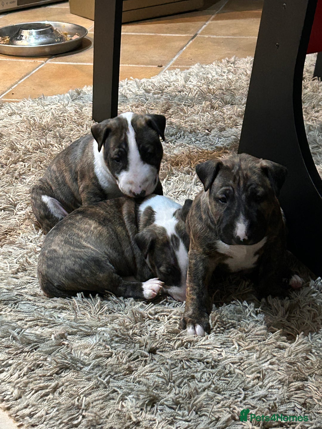 Bull Terrier dogs for sale: Lovely big boned bull terrier  - Advert 6