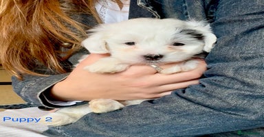 Maltipoo dogs - Advert 16