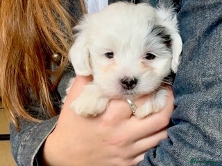 Maltipoo dogs Exquisitely Adorable Toy Maltipoo Puppies - Advert 6