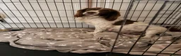 Springador dogs for sale: Springador pups - Advert 5