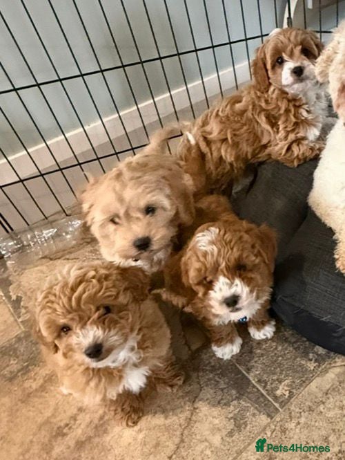 Cavapoo dogs Toy Cavapoo Puppies F1b (hypoallergenic) - Advert 2