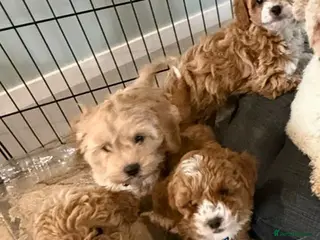 Cavapoo dogs Toy Cavapoo Puppies F1b (hypoallergenic) - Advert 1