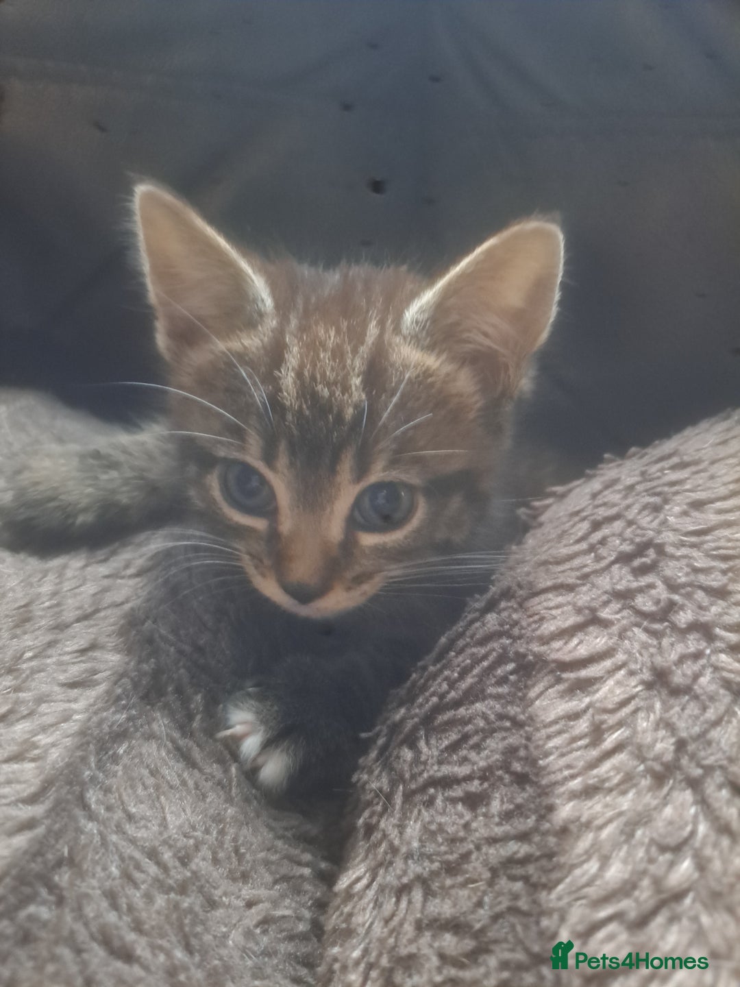 Mixed Breed cats for sale: 2 beautiful males  - Image 3