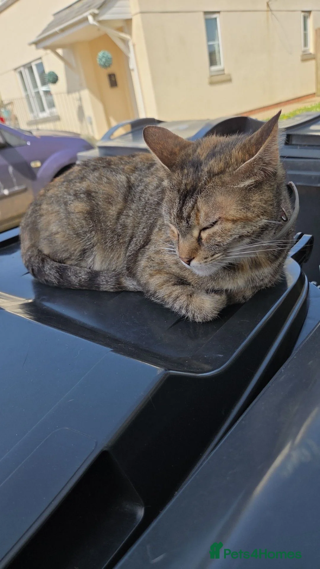 Mixed Breed cats for sale: Calico girl, Ginger and white short haired boys - Advert 1