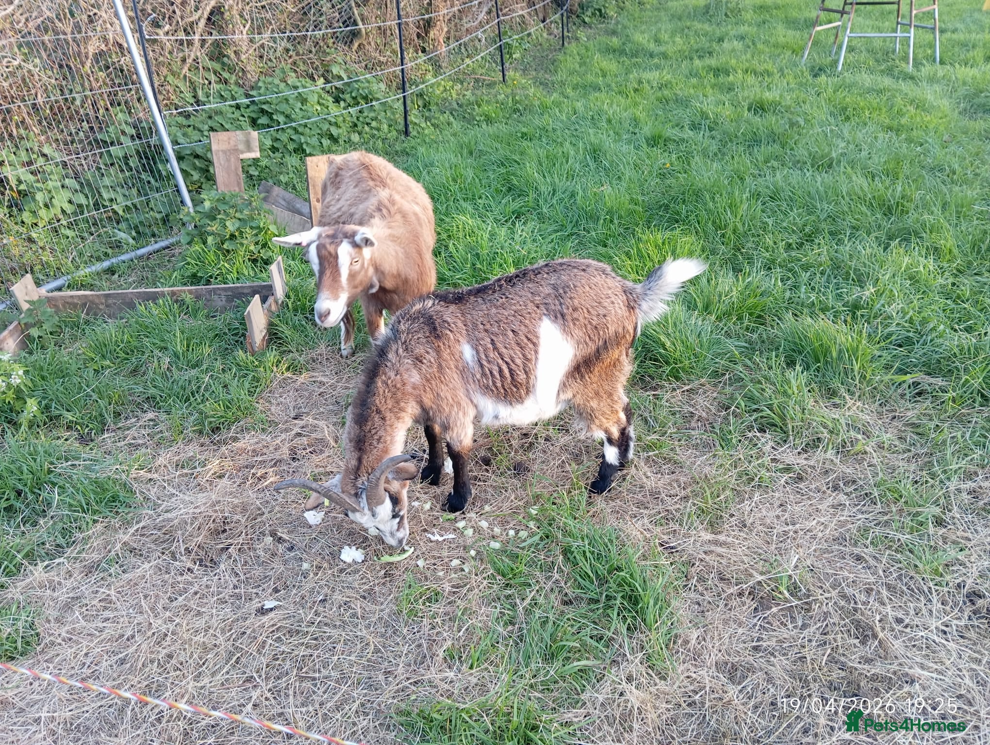 Goats livestock Two.pigmy goats for.sale - Advert 2
