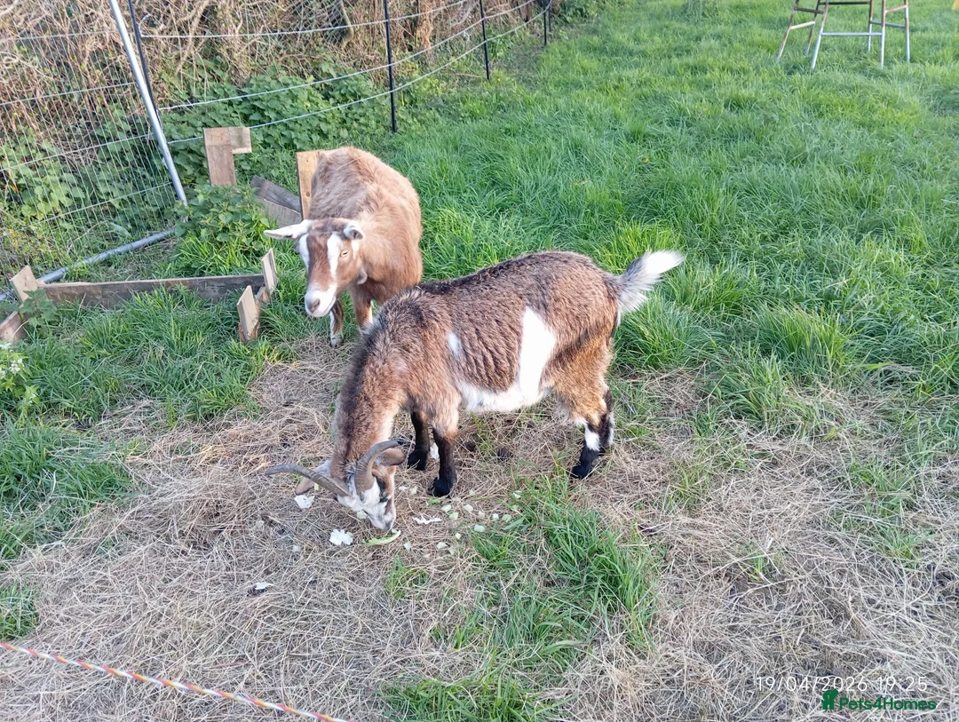 Goats livestock for sale: Two.pigmy goats for.sale in Glastonbury - Advert 1