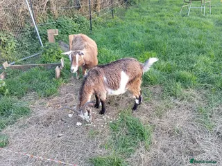 Goats livestock Two.pigmy goats for.sale - Advert 2
