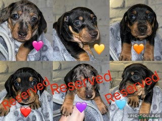 Miniature Dachshund dogs - Advert 2