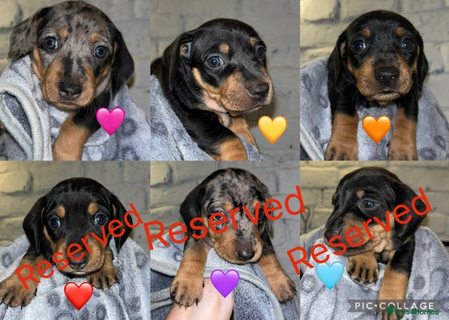 Miniature Dachshund dogs - Advert 8