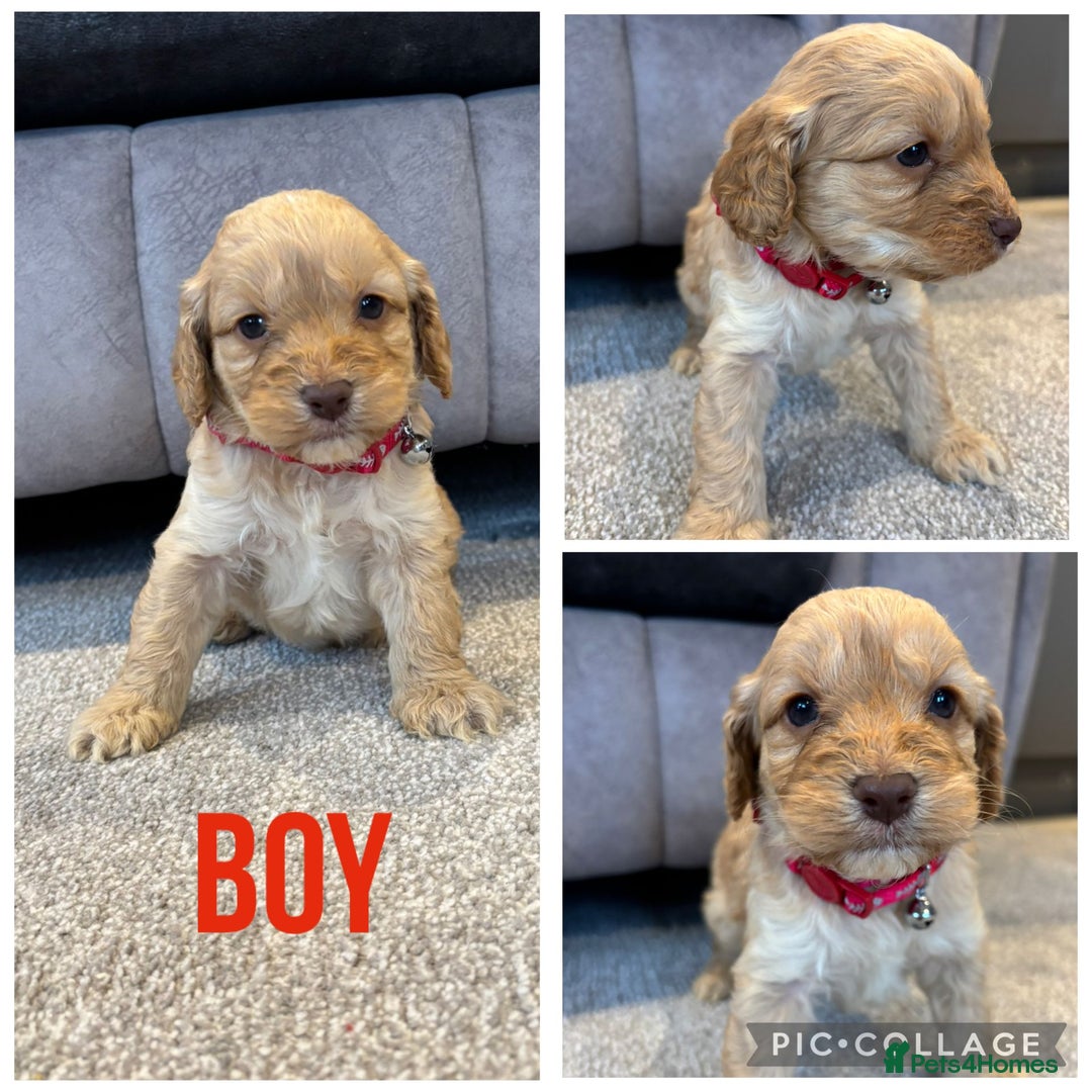 Cockapoo dogs for sale: Six stunning cockapoo puppies - Advert 38