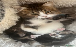 Mixed Breed cats for sale: 4 playful and funny kittens - Advert 19