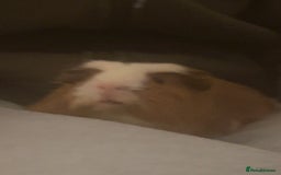 Guinea Pig rodents for sale: Male guinea pig - Advert 1