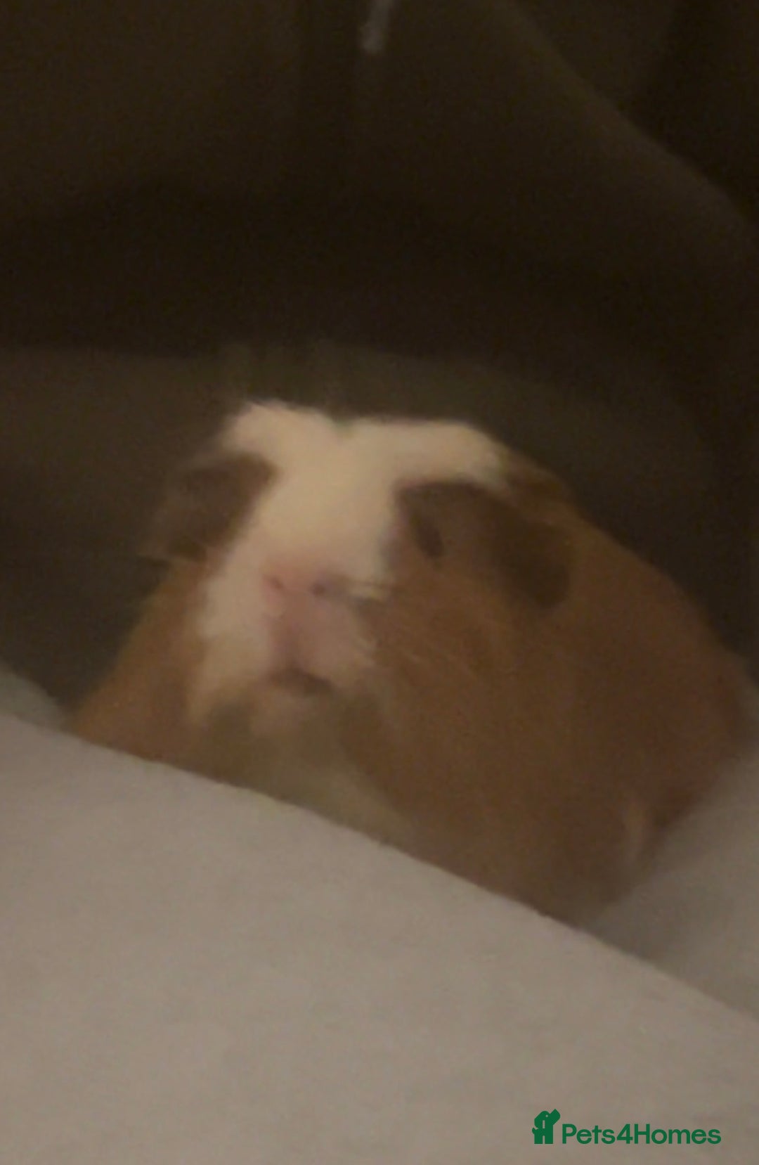 Guinea Pig rodents for sale: Male guinea pig - Advert 1