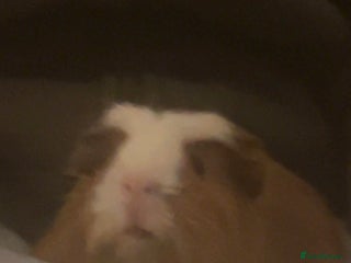 Guinea Pig rodents Male guinea pig - Advert 1