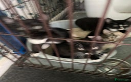 Mixed Breed cats for sale: Beautiful healthy little accidents  - Image 7
