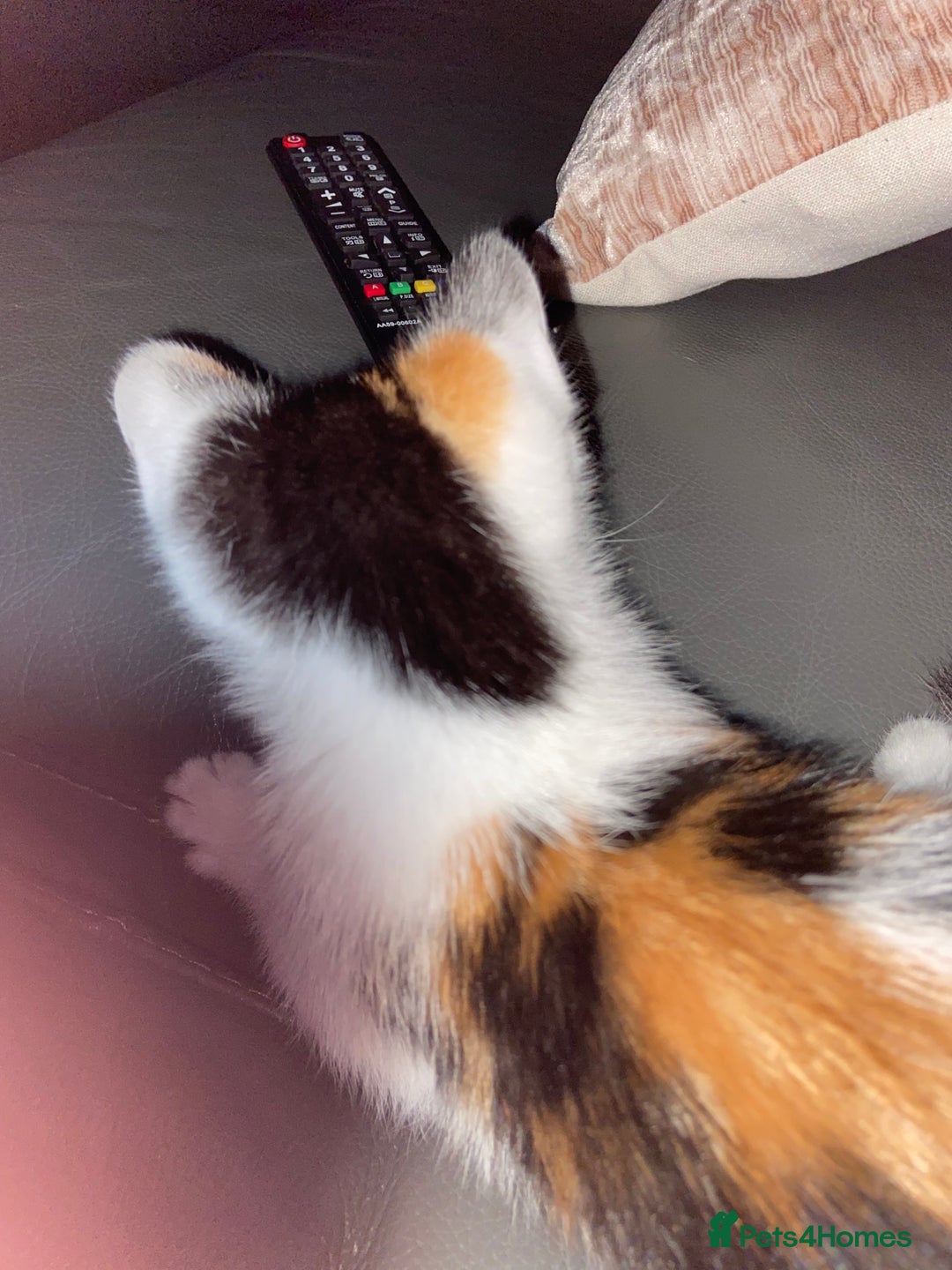 British Shorthair cats for sale: Calico kitten  - Image 5