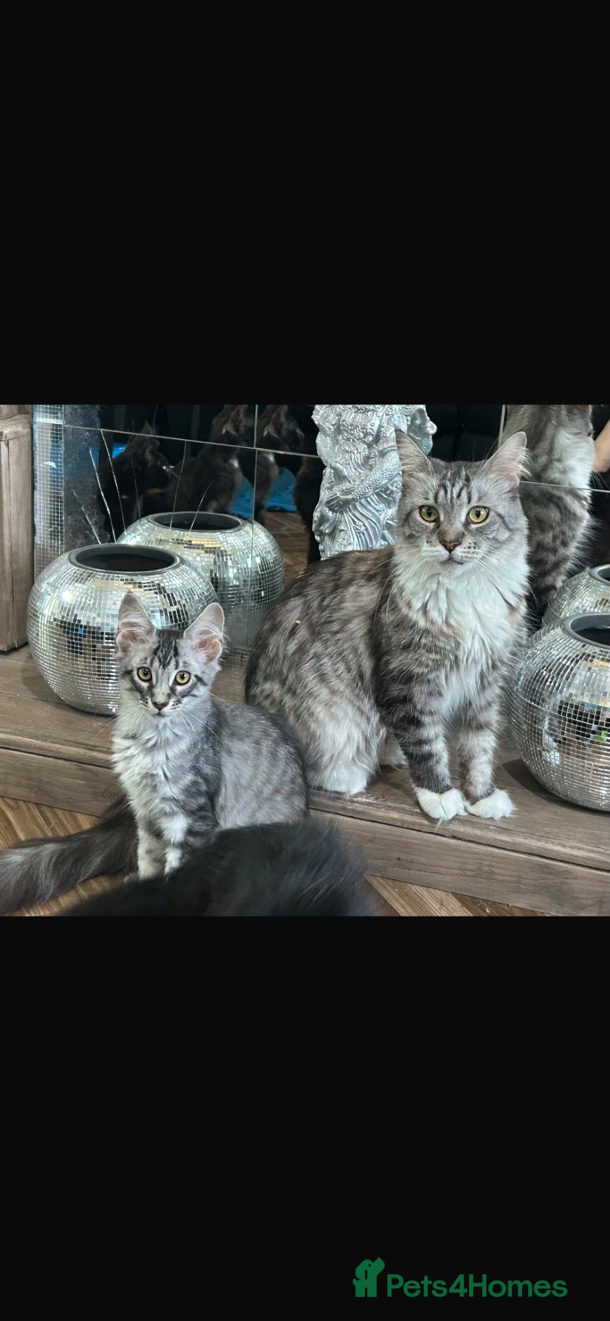 Maine Coon cats Full bread Maine coon kittens 6 left  - Advert 2