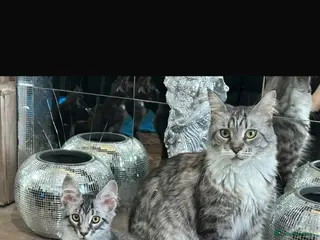 Maine Coon cats Full bread Maine coon kittens 6 left - Advert 2
