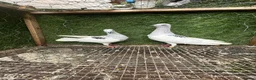 Pigeons birds for sale: Strong Healthy Pigeons £70 Pair - Advert 21