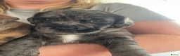 Mixed Breed dogs for sale: Biscuits, Oreo and Cup Cake in Maidstone - Advert 9