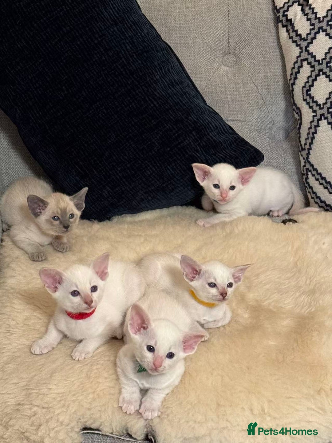 Siamese cats for sale: Beautiful Siamese Kittens – Ready February - Advert 2