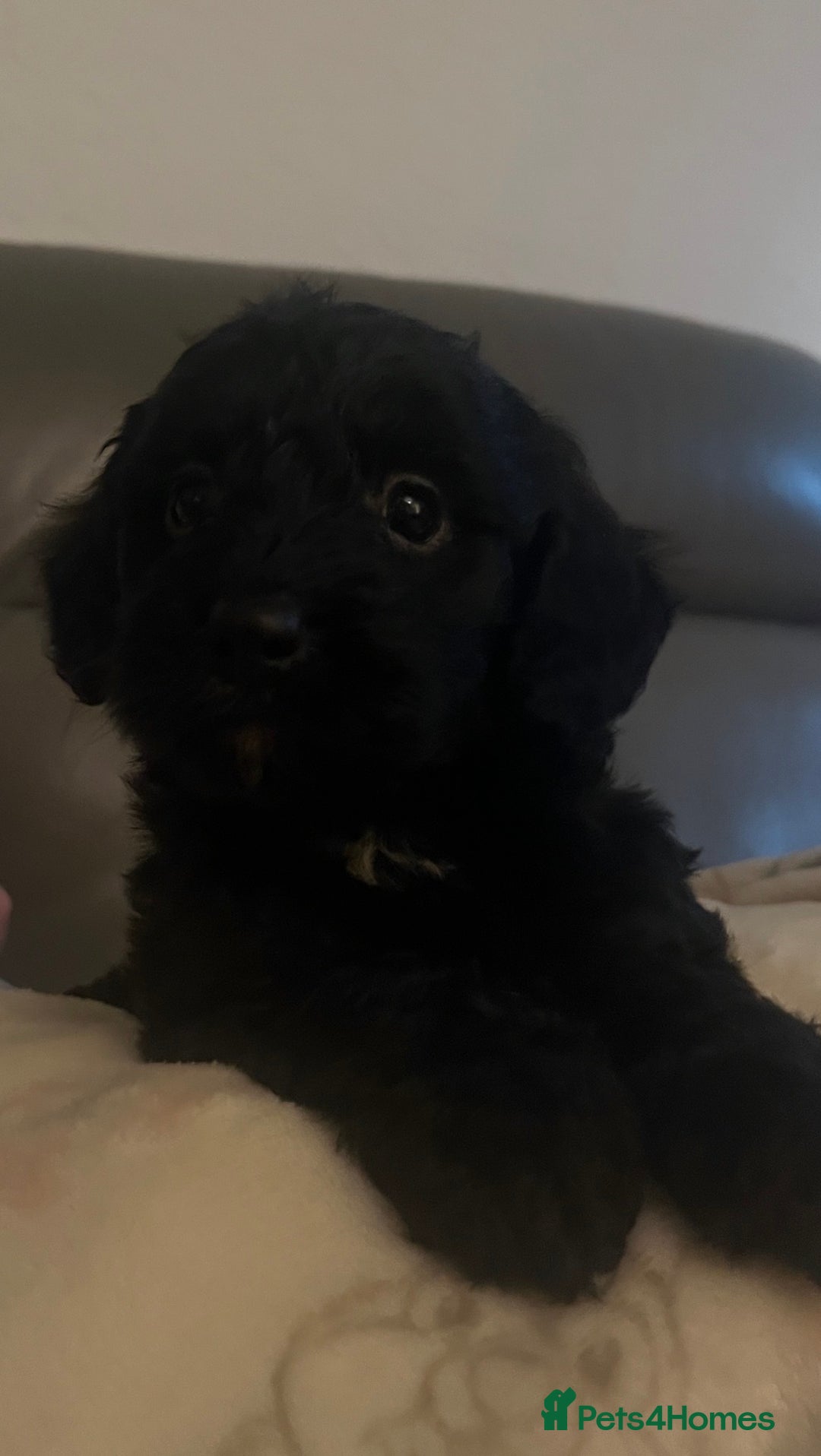 Cockapoo dogs for sale: 5 beautiful F1 cockerpoos  - Image 23