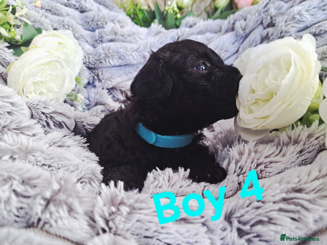 Shihpoo dogs for sale: Shihpoo Shih Tzu x Poodle (Shoodle) Puppies - Image 12