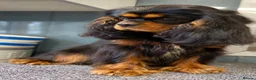 Cavalier King Charles Spaniel dogs for sale: 🐶 KC reg extensively health tested Cavalier 🐶  - Advert 1