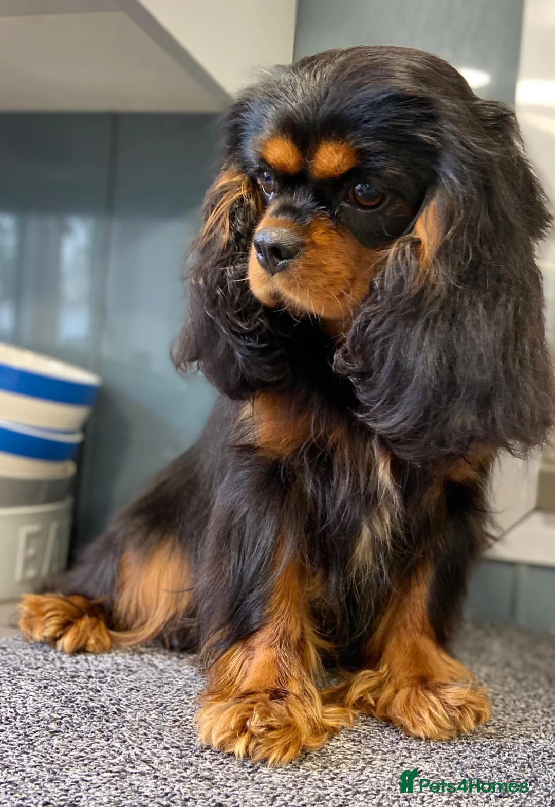 Cavalier King Charles Spaniel dogs for sale: 🐶 KC reg extensively health tested Cavalier 🐶  - Advert 1