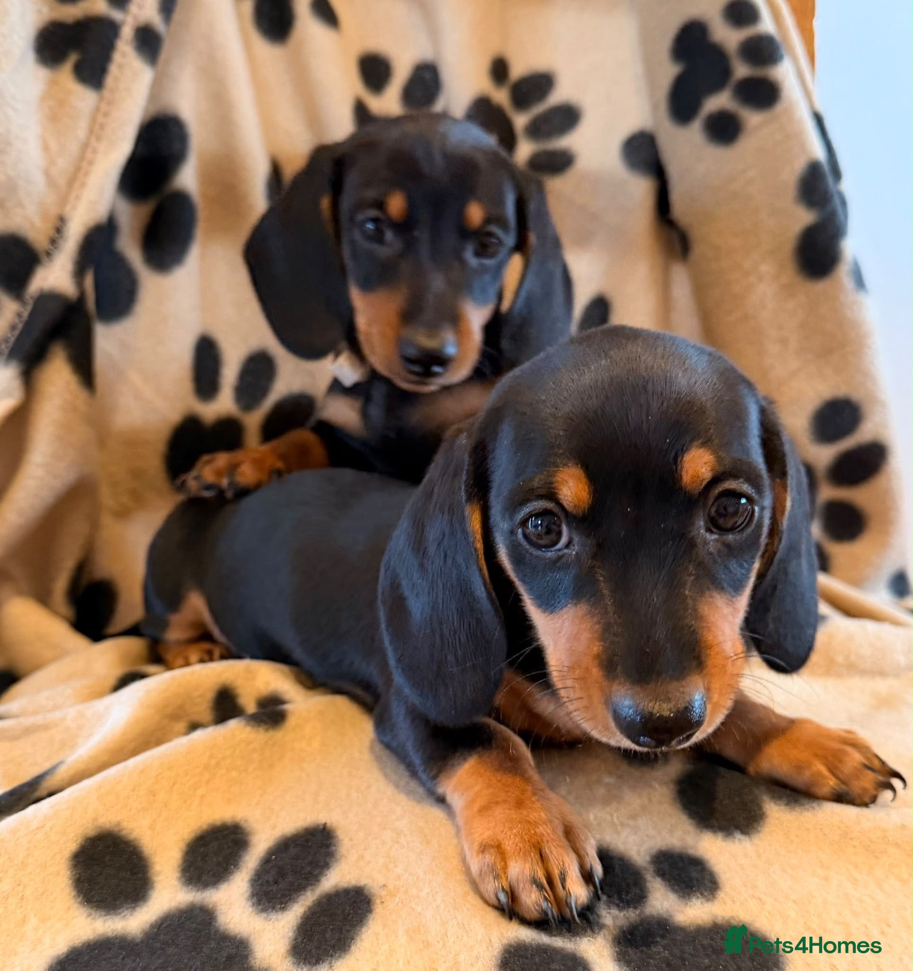 Miniature Dachshund dogs Beautiful Miniature Dachsund Puppies - Advert 1