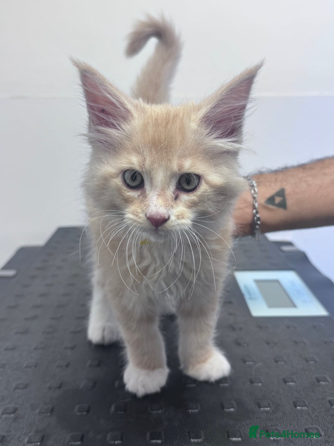Maine Coon cats for sale: TICA REGISTERED champion Mainecoon kittens in Tring - Image 26