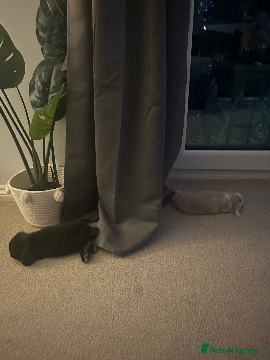 Mini Lion Lop rabbits for sale: 2 Mini Lops  - Image 7