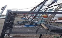 Parrots birds for sale: parrot daisy 2 years old  - Image 1