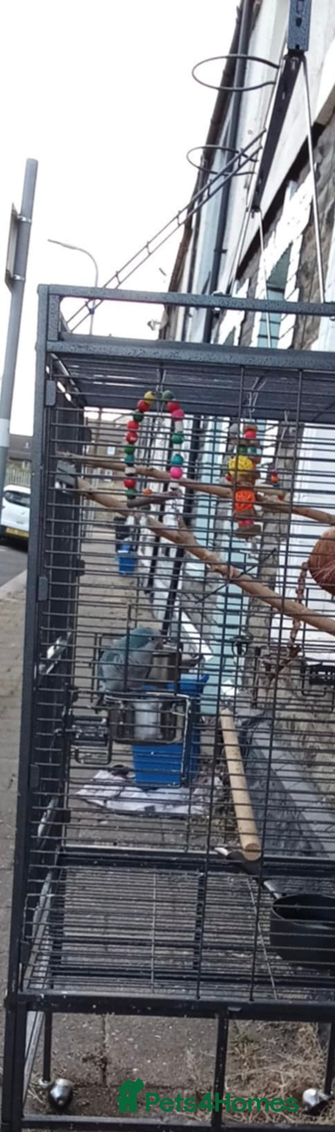 Parrots birds for sale: parrot daisy 2 years old  - Image 1