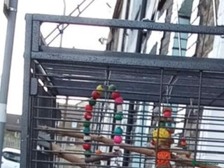 Parrots birds - Advert 18