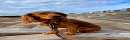 Cocker Spaniel dogs for sale: 21 month old cocker spaniel (male, not neutered). in Felixstowe - Advert 4