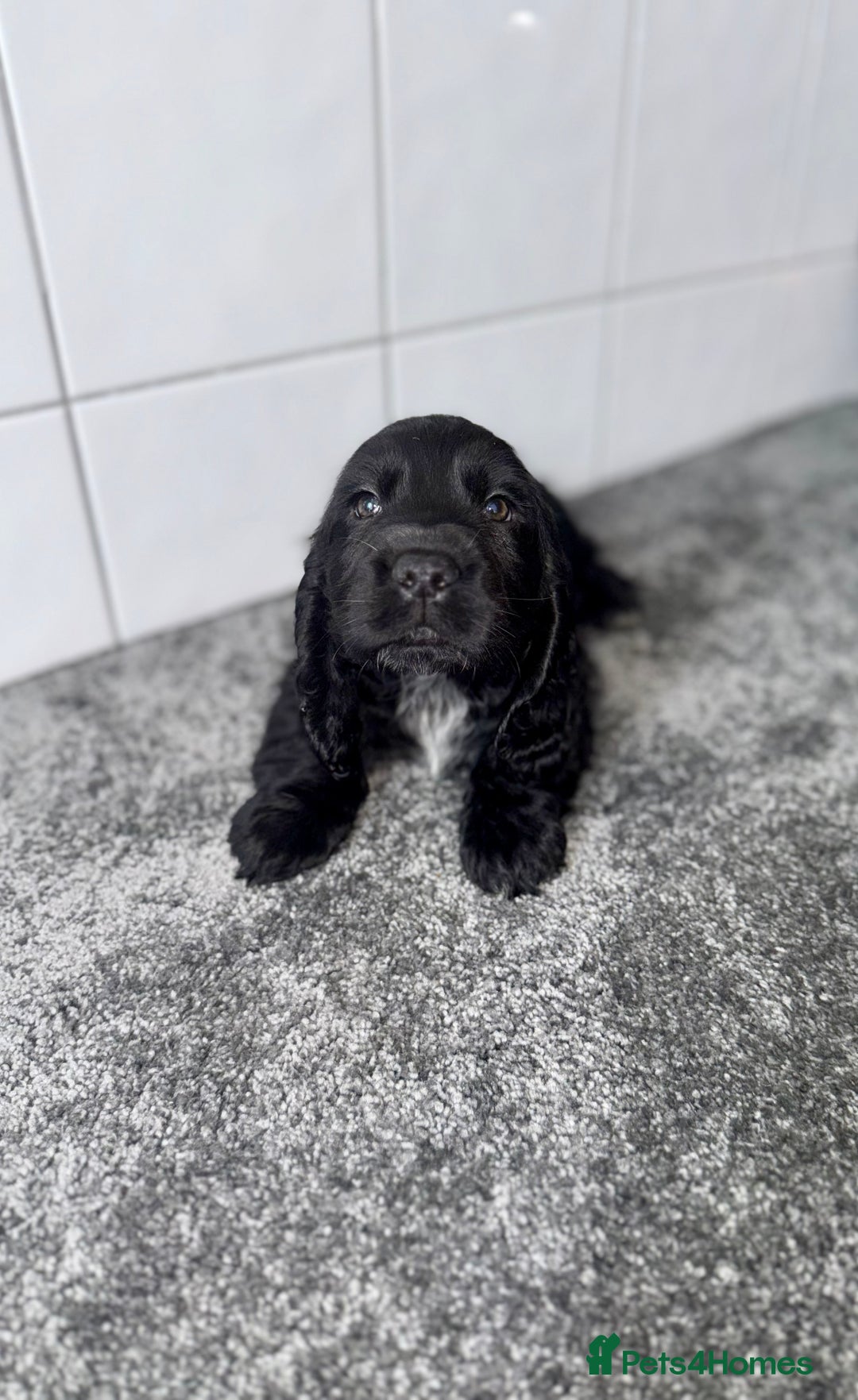 Cocker Spaniel dogs for sale: 6 stunning show type cocker spaniels  - Image 13