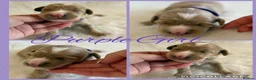 Australian Labradoodle dogs for sale: Multigenerational Australian Labradoodle puppies - Advert 6