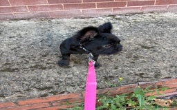 French Bulldog dogs for sale: Beautiful frenchbulldog for sale!!!  - Image 1