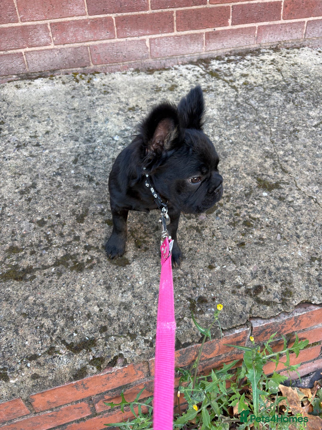 French Bulldog dogs for sale: Beautiful frenchbulldog for sale!!!  - Image 1