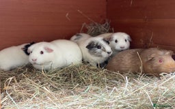 Guinea Pig rodents for sale: Beautiful mix of female Guineapigs  - Image 2
