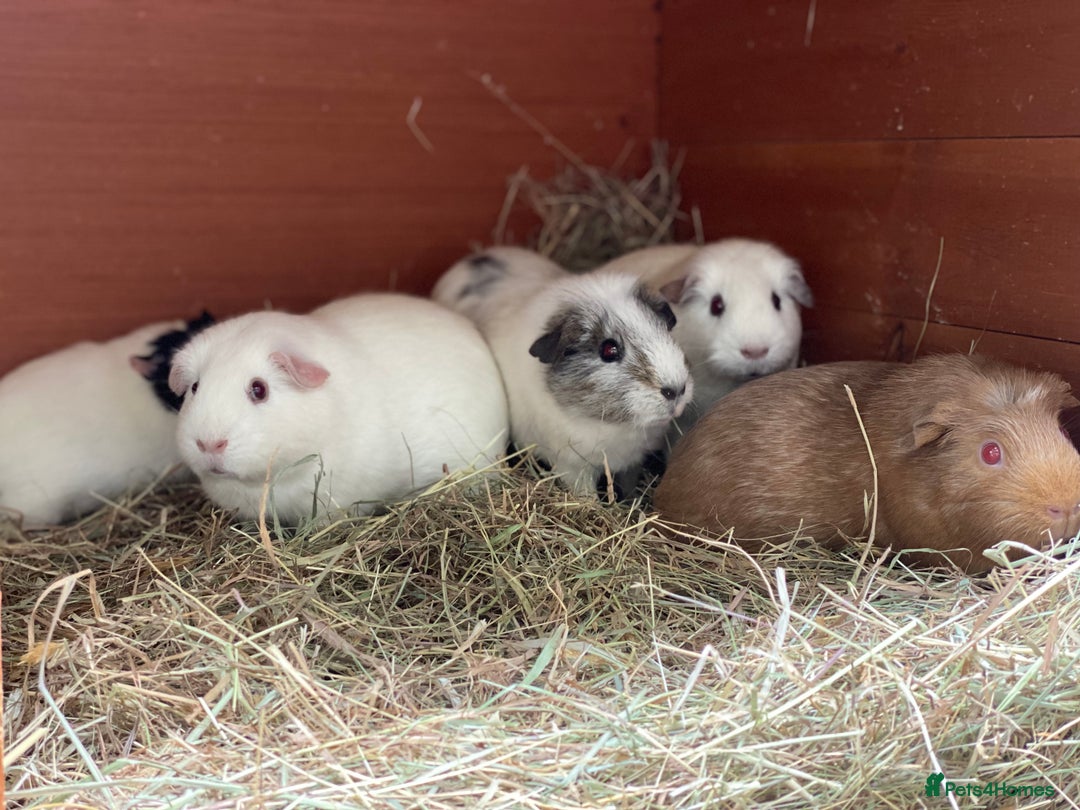 Guinea Pig rodents for sale: Beautiful mix of female Guineapigs  - Image 2