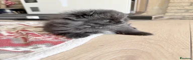 Pomeranian Puppy 3