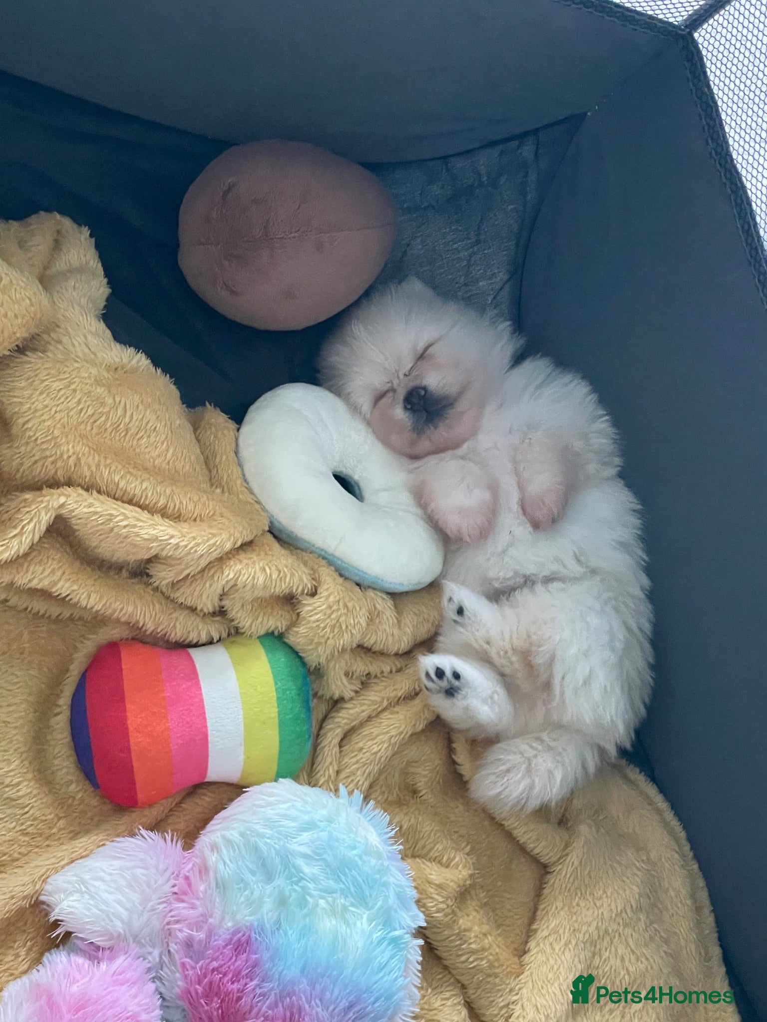 Pomeranian dogs Tiny Teddy Poms looking for their forever homes  - Advert 2