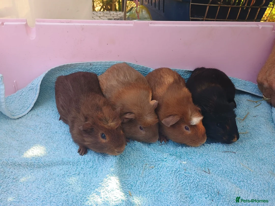Guinea Pig rodents for sale: Baby guinea pigs - Advert 2