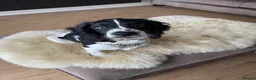 Cocker Spaniel dogs for sale: Cocker spaniel for rehoming  - Advert 8