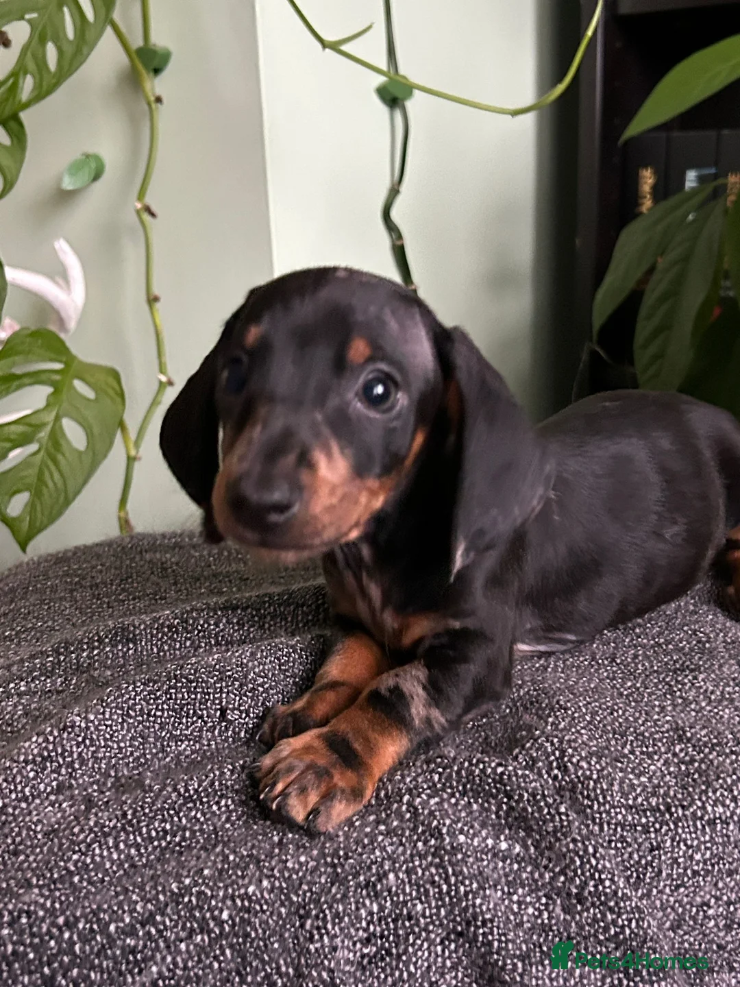 Dachshund dogs for sale: Full Pedigree Dachshund ❤️🧡💚🩵 - Advert 7