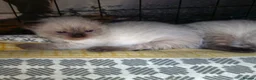 Ragdoll cats for sale: 2 seal point female ragdolls - Advert 4
