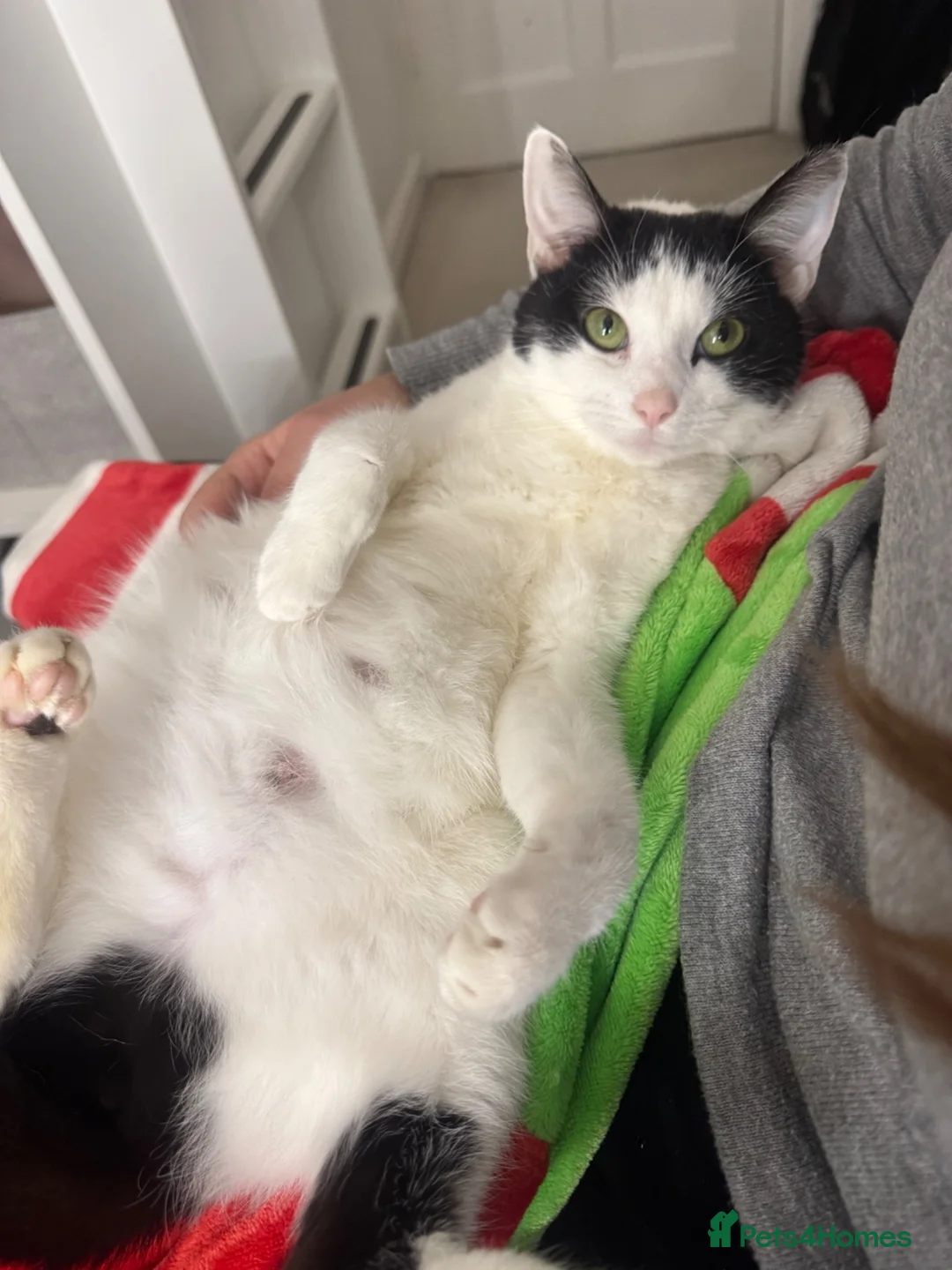 Domestic Shorthair cats for sale: Little bundles of joy 🐱 - Advert 1
